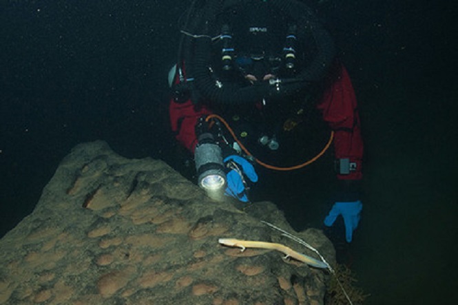 Ученые отыскали «человеческую рыбу» на глубине в 113 метров