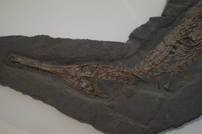 Останки старинного крокодила найдены в китайской провинции Цзилинь
