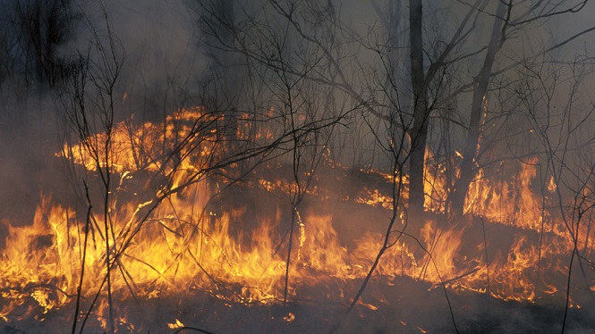 В NASA сочли сибирские пожары самыми масштабными за 10 тыс. лет