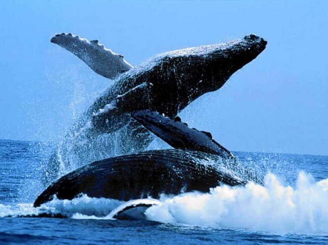 Нападение стаи косаток на 12-метрового кита в первый раз сняли на видео