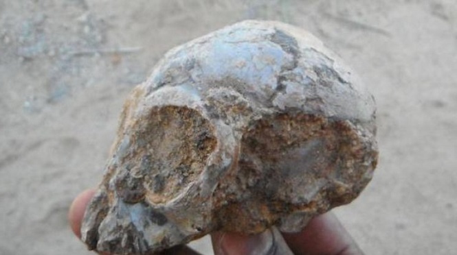 Ученые отыскали череп таинственного предка людей