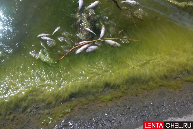 Рыба в Шершневском водохранилище погибла из-за водорослей