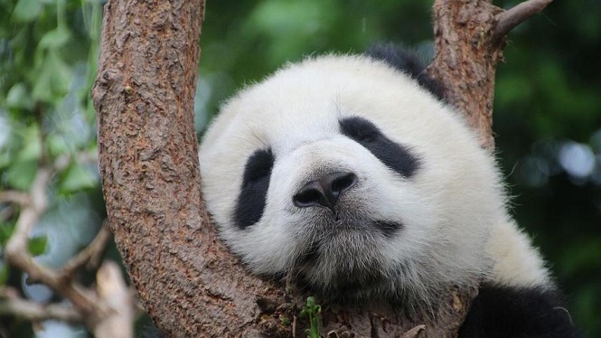 В Китайской республике скончалась старейшая на Земле панда