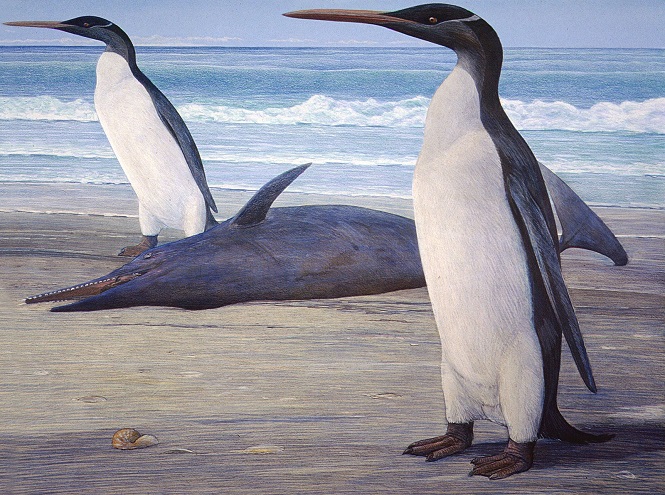 Ученые обнаружили останки гигантского доисторического пингвина в новейшей Зеландии