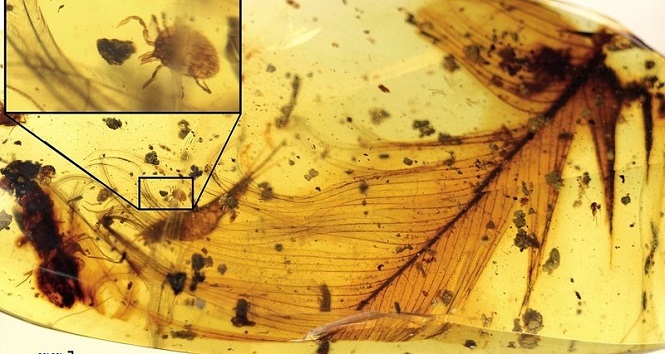 Ученые отыскали в янтаре заточенного 100 млн лет назад клеща