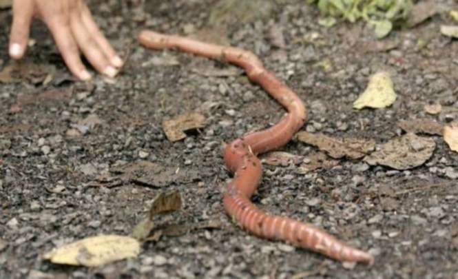 Метровые плоские черви появились в европейских странах и шокировали ученых — Вторжение огромных червей