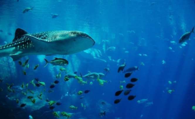 Туриста на Филиппинах чуть не проглотила крупнейшая в мире акула