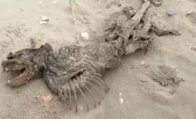 Загадочное существо на пляже Южной Каролины