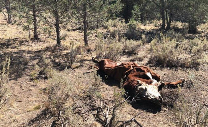 Инопланетяне убивают и калечат скот в Орегоне