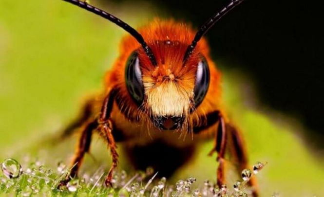 Загадочное массовое исчезновение пчел