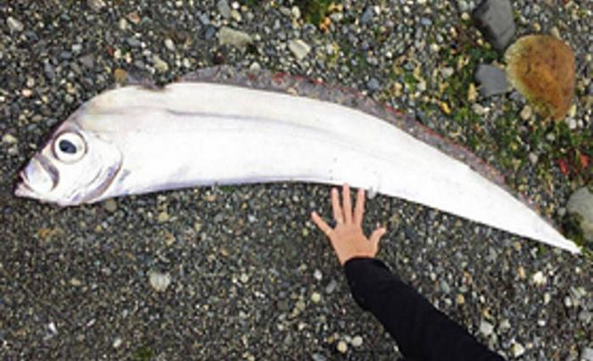 Загадочная рыба с огромными глазами на острове Ванкувер