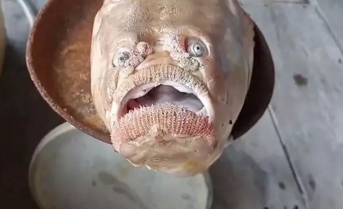 Незадолго до Хэллоуина в Таиланде поймали уродливую, хмурящуюся рыбу, похожую на человека