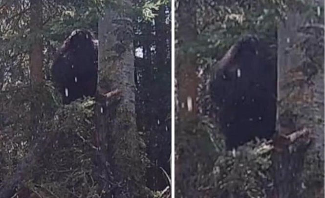 Бигфут попал на камеру наблюдения за лесными животными
