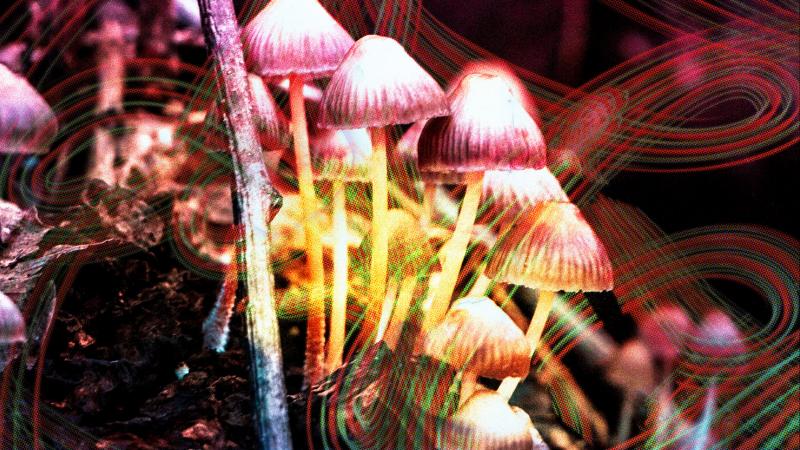 Некоторые ученые считают, что люди произошли от грибов.