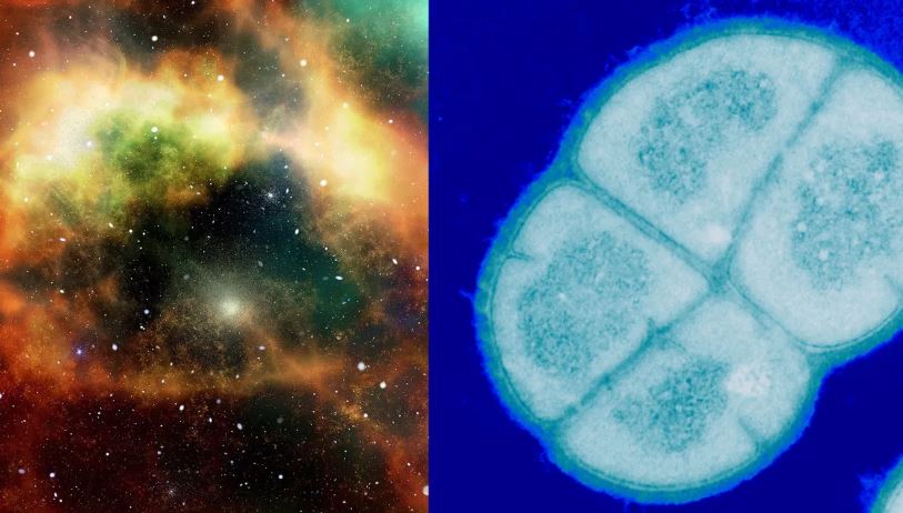 Исследование показало, что бактерии выжили в космосе целый год