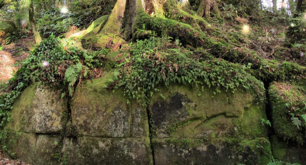 Таинственная каменная стена посреди джунглей