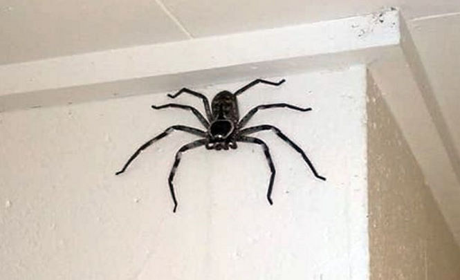 Отважный австралиец год живет с гигантским пауком в своей гостиной