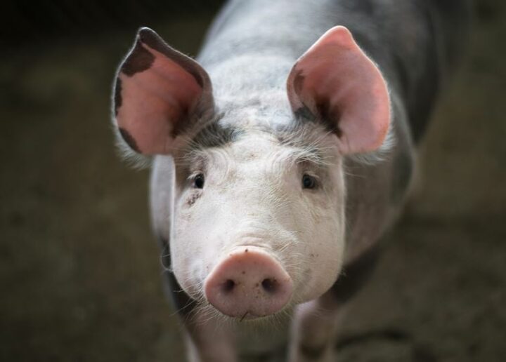 Американская компания готова начать трансплантацию органов свиньи человеку