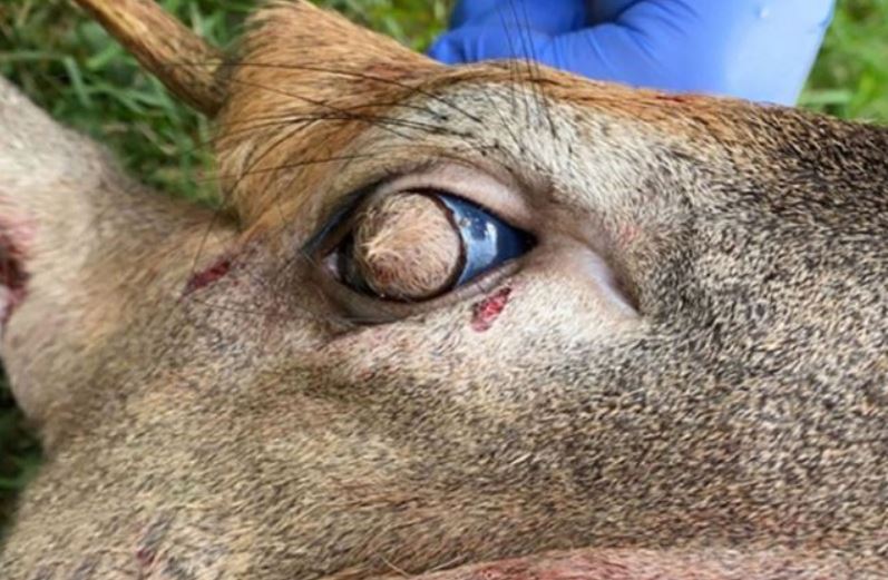 В США нашли жуткого оленя с мохнатыми глазами
