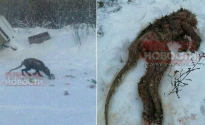 Существо, похожее на чупакабру, убито в Воронежской области