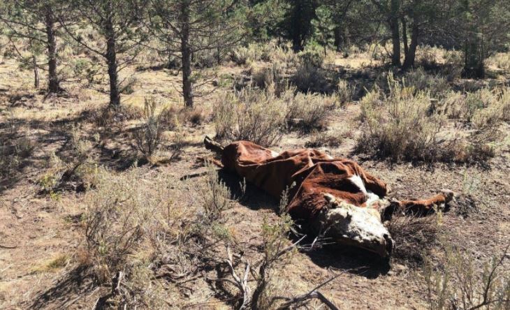 Орегон снова расследует загадочные увечья крупного рогатого скота