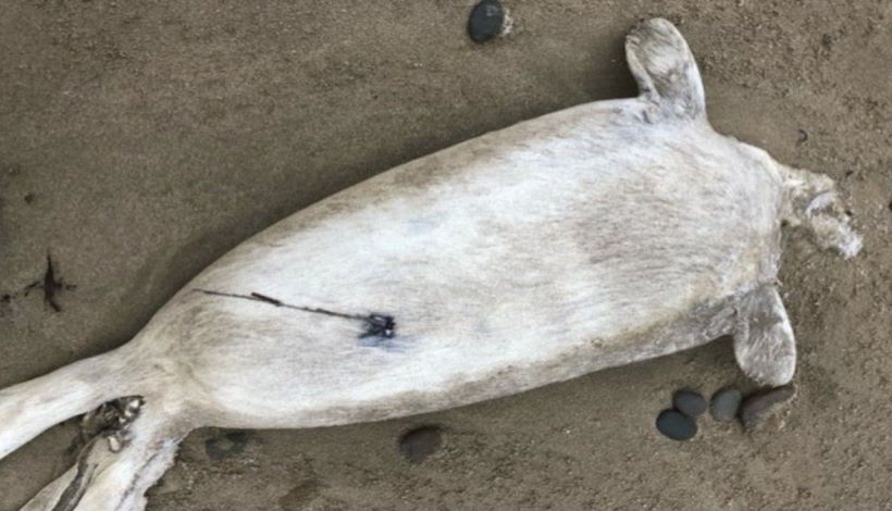 Десятки тюленей без головы со странными отверстиями найдены у берегов Канады