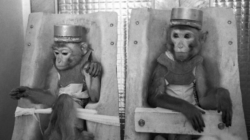 Сталинские суперсолдаты обезьяны - городская легенда или реальность?