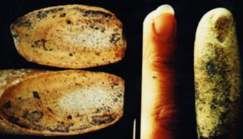 Ископаемый человеческий палец, которому 100 миллионов лет