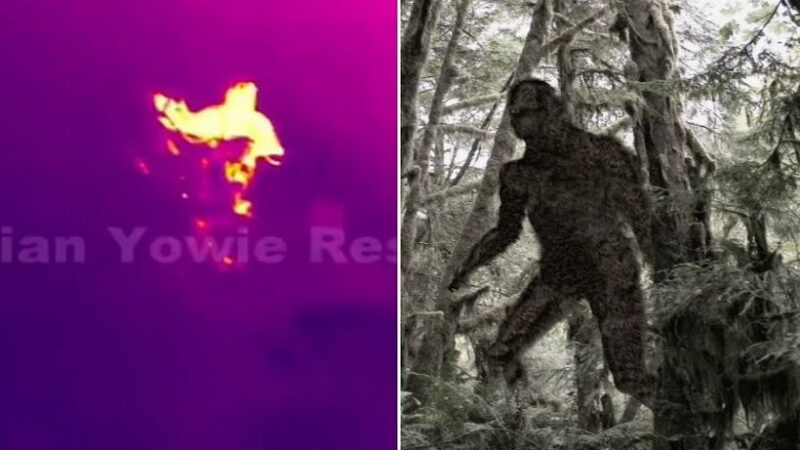 «Yowie Hunters» опубликовали тепловизионные кадры массивных гуманоидов в лесу.