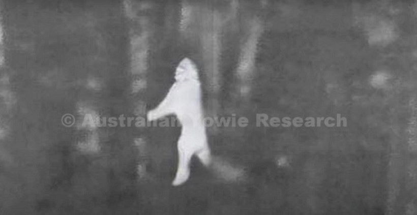 "Yowie Hunters" опубликовали тепловизионные кадры массивных гуманоидов в лесу.