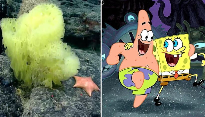 Реальные Губка Боб и Патрик Стар найдены на дне Атлантического океана