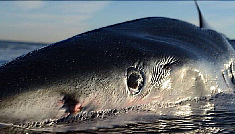 Странное поведение животных: находят акул “зарезанных” рыбой-меч