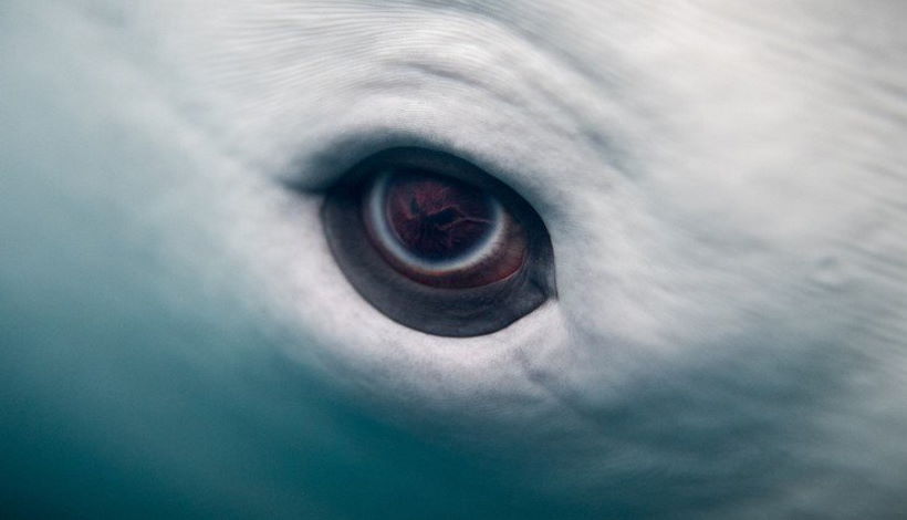 Дельфины спасают человека, который находился в воде более 10 часов