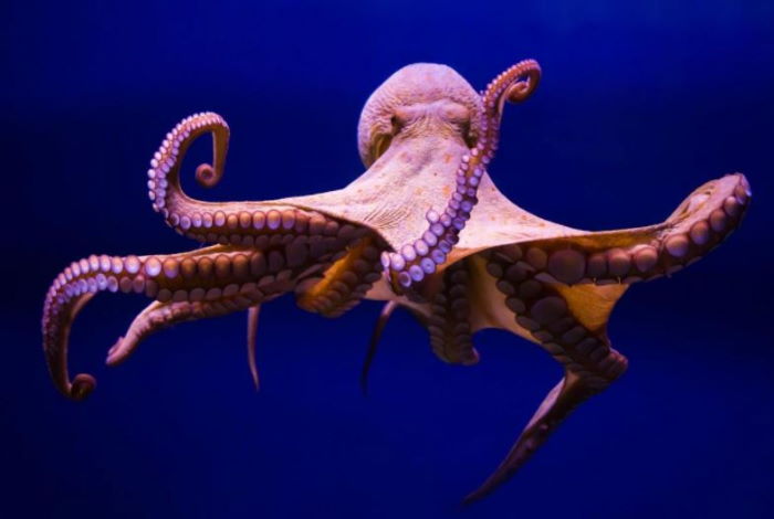 Многие исследователи пришли к выводу, что ДНК осьминога не от этого мира