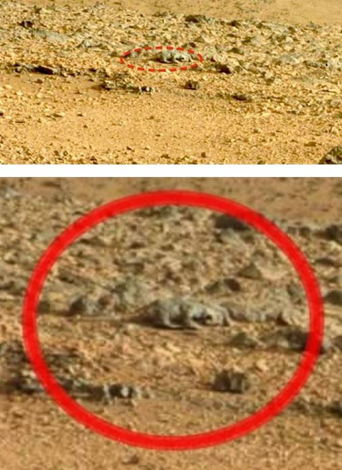 Ящерица на Марсе.