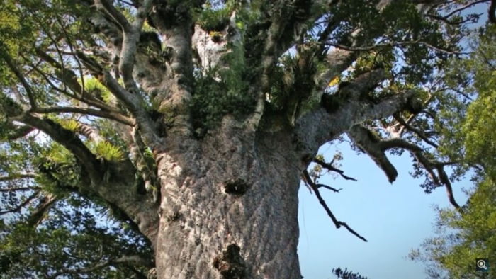 Ученые нашли дерево, которое изменило взгляд на историю Земли