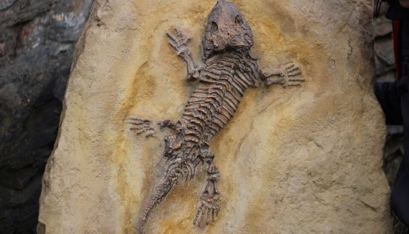 В США нашли останки неизвестного животного возрастом 300 миллионов лет