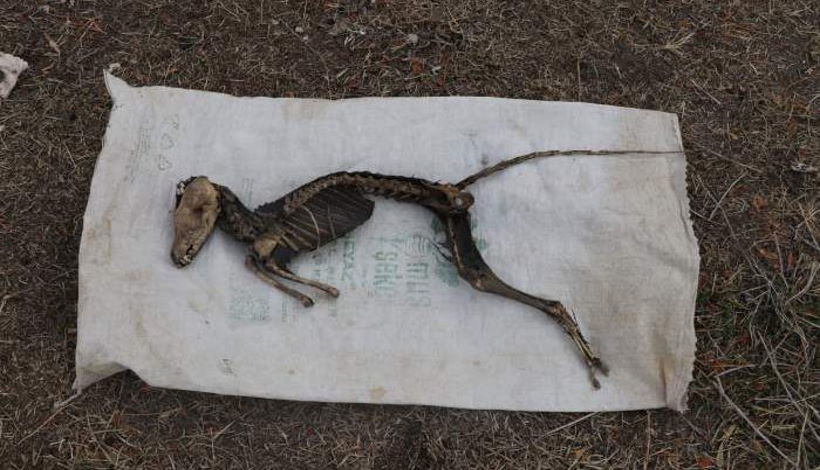 Во время раскопок был обнаружен скелет загадочного животного.