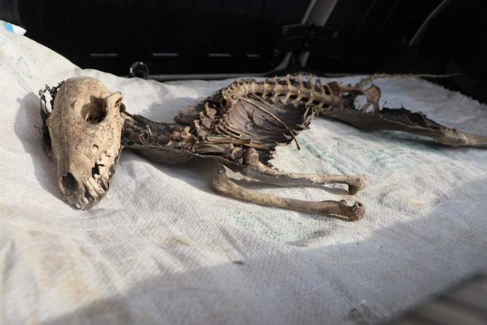 Во время раскопок был обнаружен скелет загадочного животного.