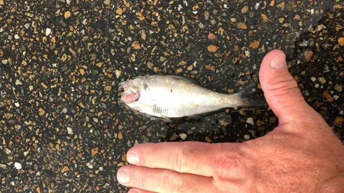 В Техасе пошел рыбный дождь