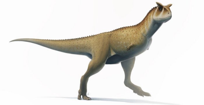 Новый безрукий вид динозавров Abelisaur обнаружен в Аргентине