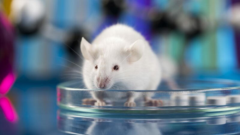Ученые успешно «перепрограммировали» клетки у мышей, чтобы обратить вспять старение