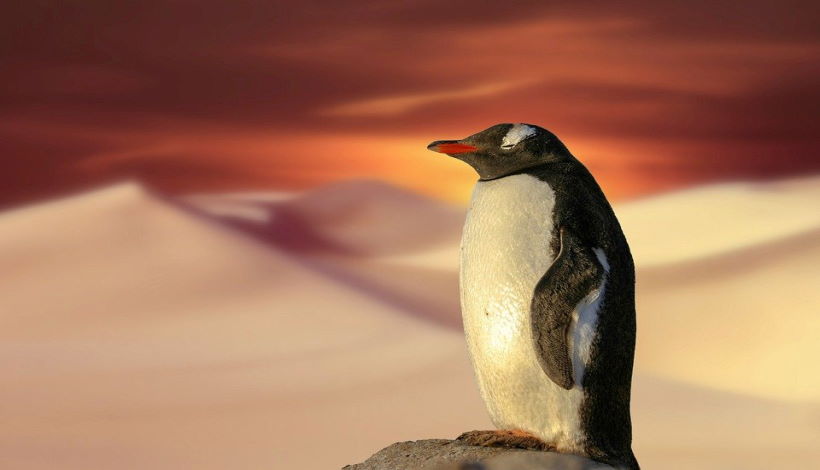 Десятки обезглавленных пингвинов выбросило на берег Австралии