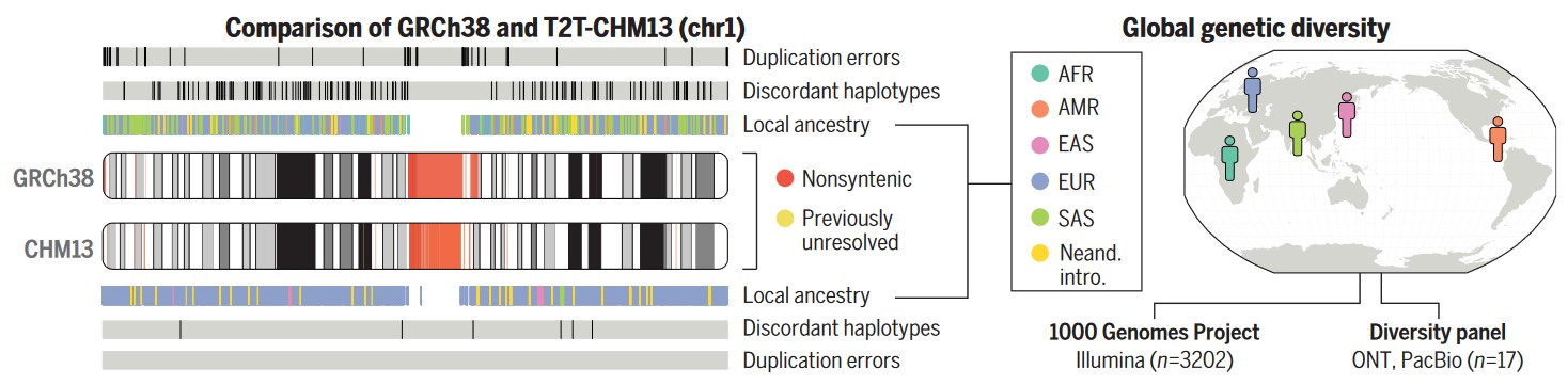 Сравнение качества двух сборок генома: предыдущей (GRCh38, верхние четыре полосы) и новой (CHM13, нижние четыре полосы). В новой версии генома меньше ошибок — однако и меньше генетического разнообразия. Предоставлено: Аганезов и др. / Наука, 2022