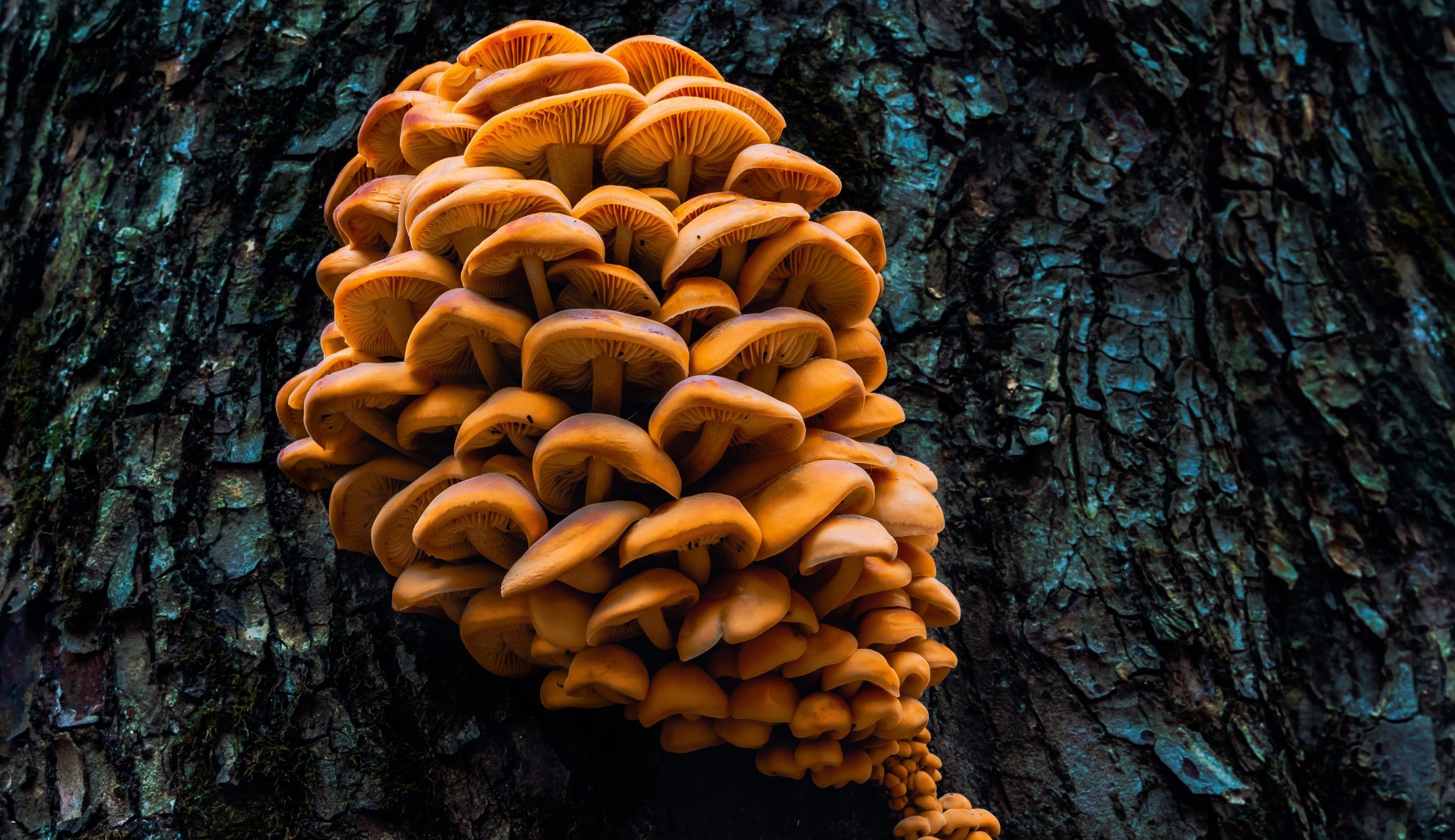 Ученые обнаружили, что у грибов есть собственный язык, и он сложен