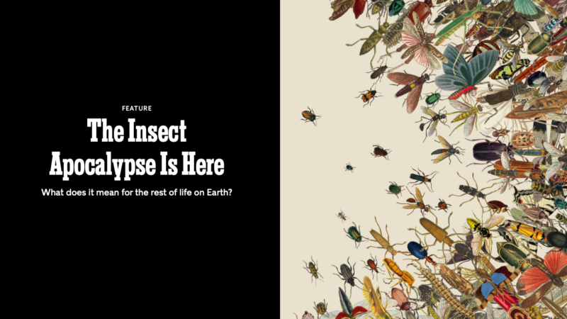 Части мира движутся к апокалипсису насекомых