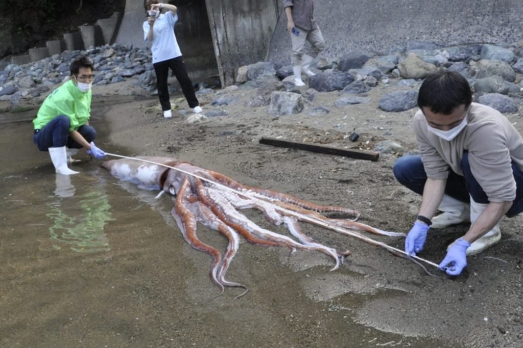 Гигантского кальмара выбросило на берег в Обаме, Япония, 20 апреля 2022 года.