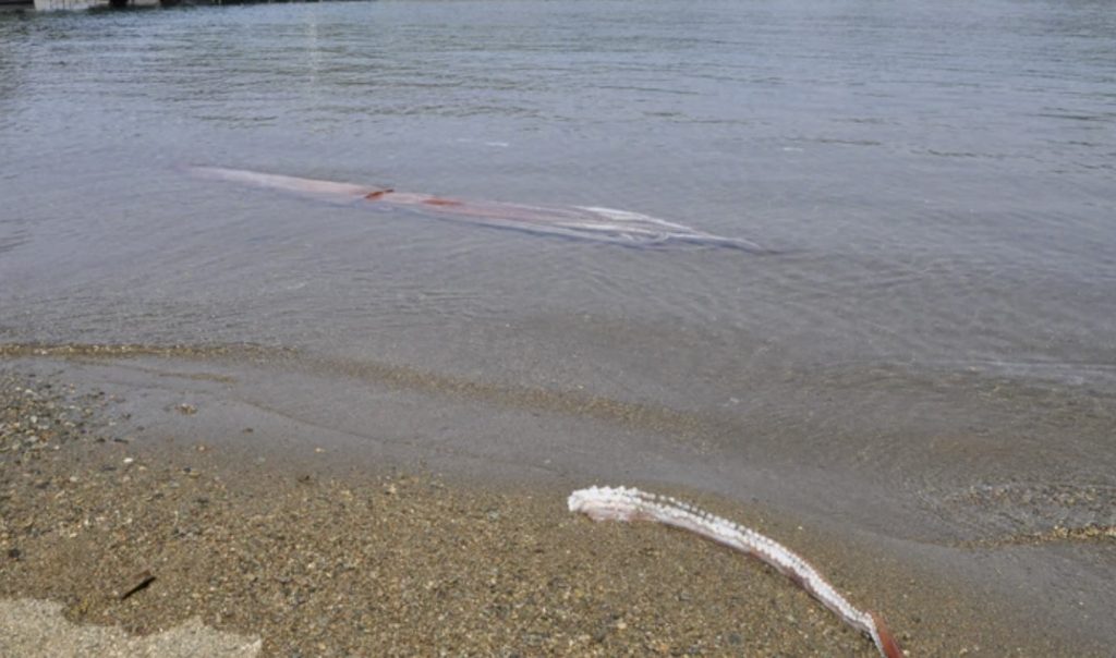 Гигантского кальмара выбросило на берег в Обаме, Япония, 20 апреля 2022 года.