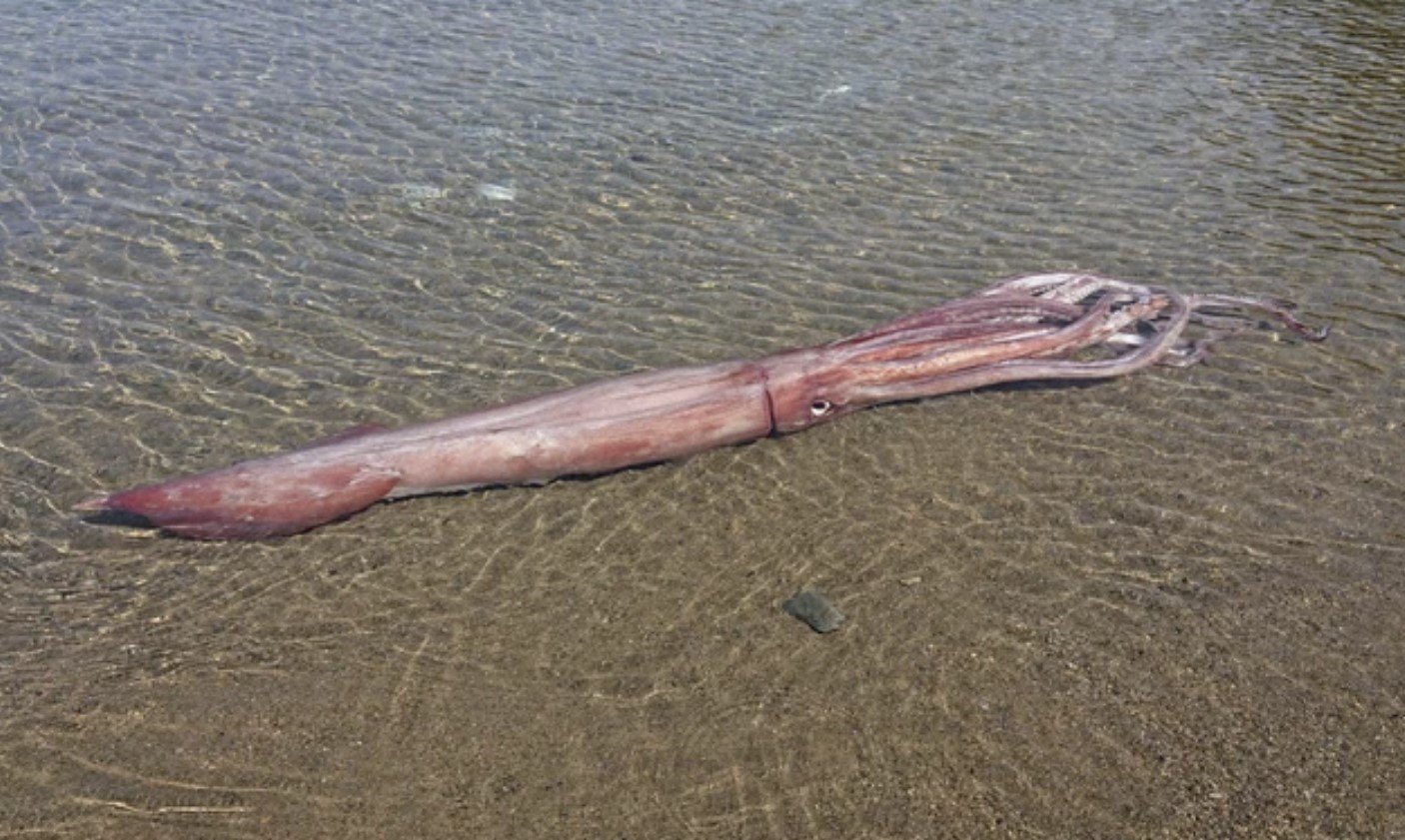 Гигантский кальмар живым выбрасывается на берег в прибрежной Обаме, Япония, на видео и фотографиях.