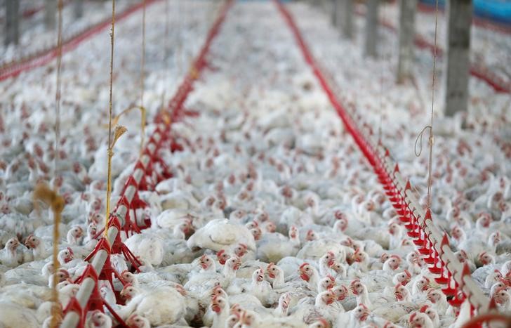 НОВЫЙ, СМЕРТЕЛЬНЫЙ птичий грипп заражает птиц в США и может не исчезнуть